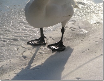 Swan feet