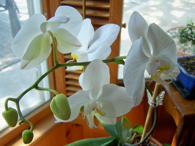 [orchid 2010 2[3].jpg]