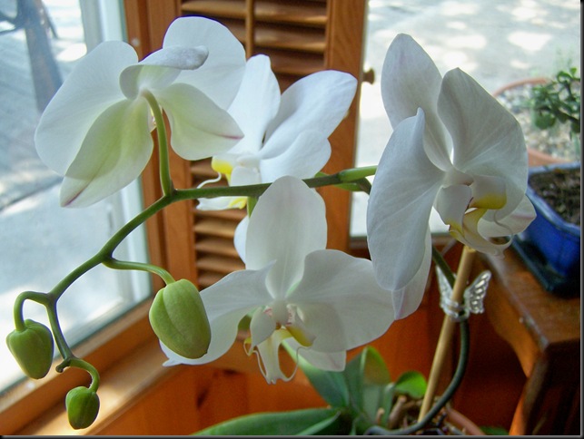 orchid 2010 2