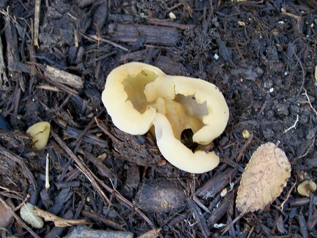 [unknown fungi[3].jpg]