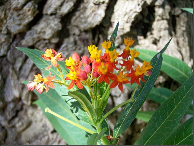 butterfly weed 2