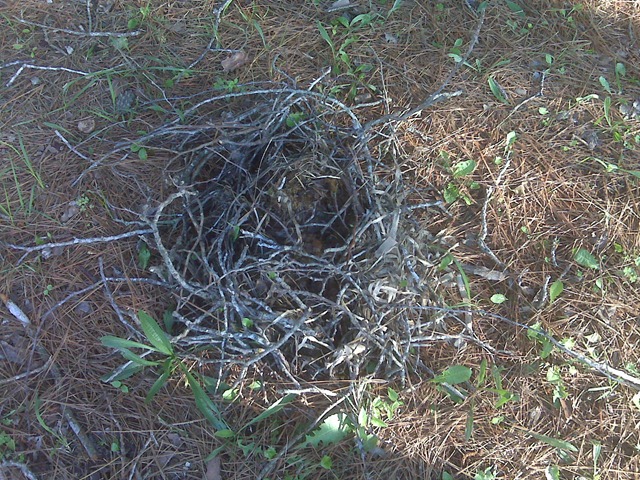 [Nest on our walk at the park[4].jpg]