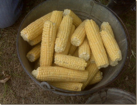 070310 Charlsies and Daves corn