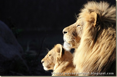Monde animal_lion et lionne