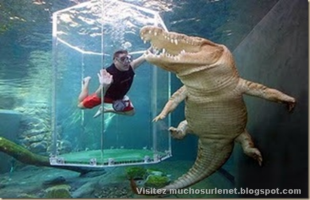 Nager avec les crocodiles_Parc Crocosaurus Crique