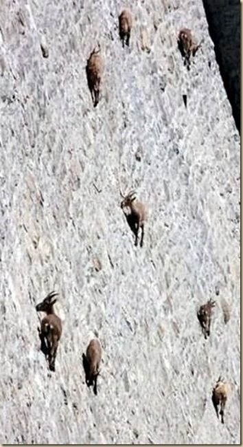 Chèvres sur un mur-2