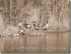 Geese in sepia 2