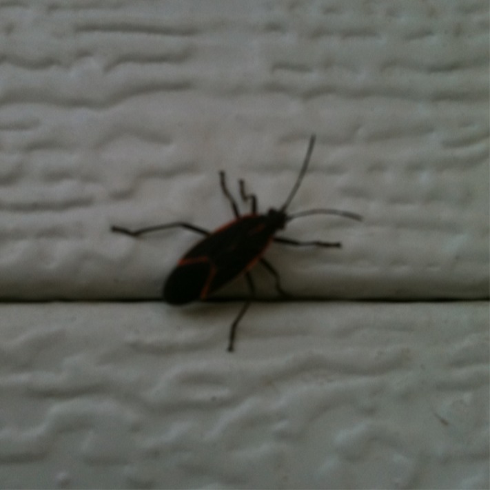 A kind of beetle?