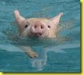 Pig.Swimming