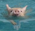 [Pig.Swimming[3].jpg]