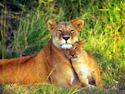[lioness-and-lion-cub[3].jpg]