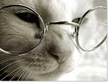 el-gato-con-gafas