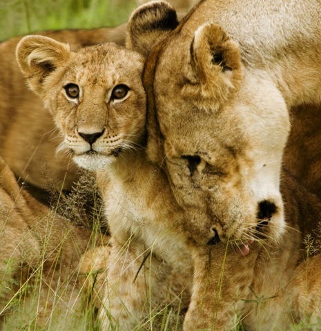 [Lion_cub_with_mother_-_cropped[4].jpg]