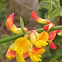 Western Bird's-Foot Trefoil