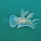 Hooded Nudibranch