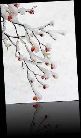 snowy_dogwood_blossoms