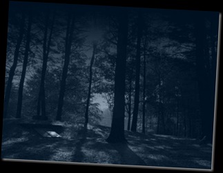 forest at night - wordpress