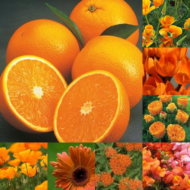 [orange collage[4].jpg]