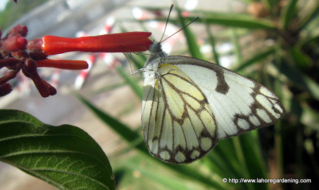 Pioneer white butterfly on trumpet honeysuckle