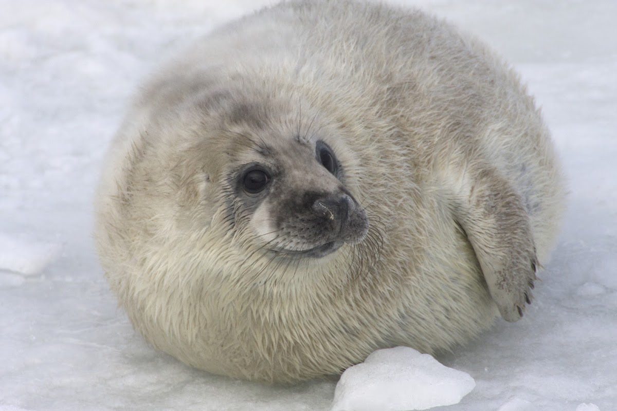 Baltic Grey Seal Pup