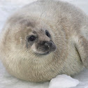 Baltic Grey Seal Pup