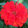 Zinnia