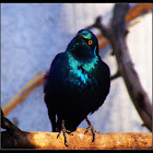 Asian glossy starling