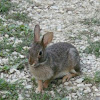 Eastern Cottontail rabbit