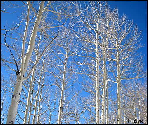 Crested Butte4