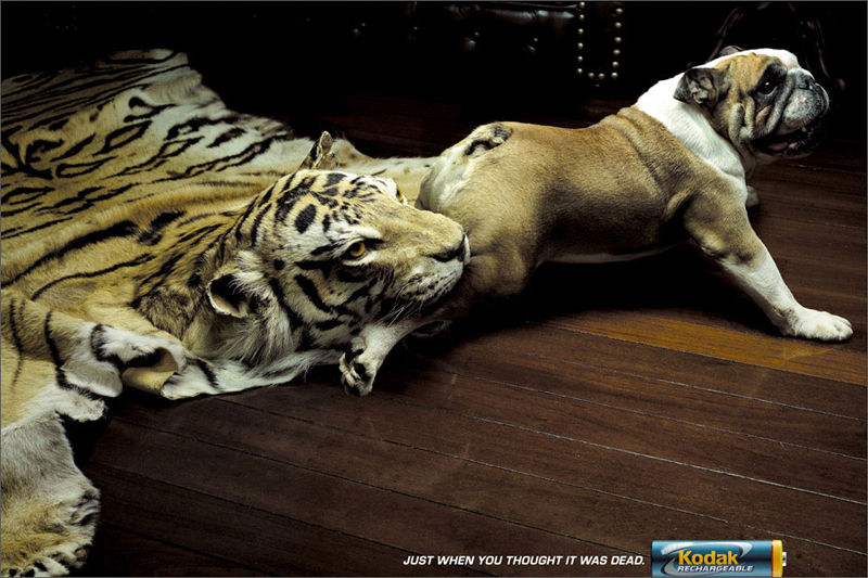 животные в рекламе