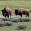  American buffalo