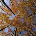 Dry Leaves Blowing In The Wind
