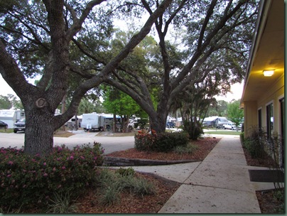 Live Oaks at clubhouse