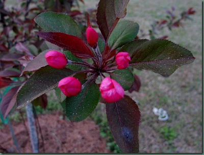 Crabapple bloom