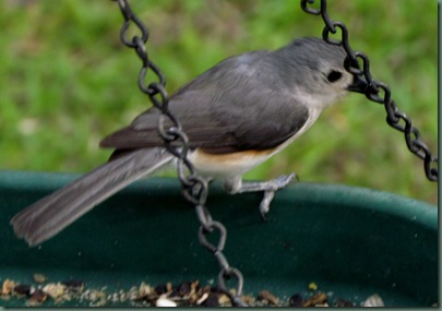 Tufted Titmouse