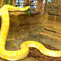 Albino Burmese python.