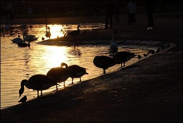 sunset swans