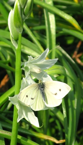 [witte vlinder1[3].jpg]