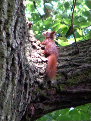 squirrel