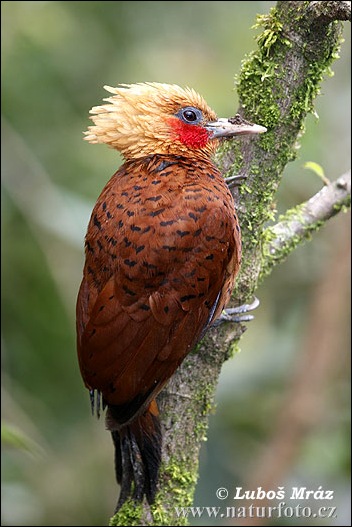 chestnut-colored--woodpecker