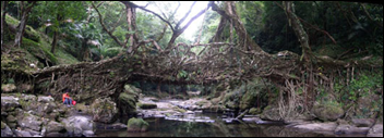 root bridge3