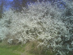 Blackthorn - sloe blossom - white and frothy