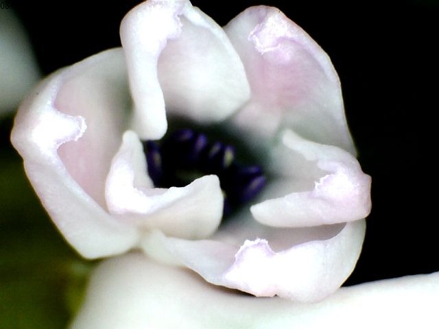 [Hyacinth close-up1[2].jpg]
