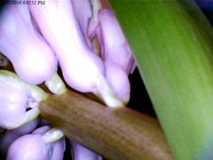 Hyacinth close-up2