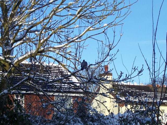 [Wood pigeon in an Ash tree - 06.01.2010[2].jpg]