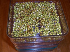 Mung beans that have been soaked over night and laid in the sprouting tray for 12 hours