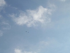 Red Kites - high in the sky