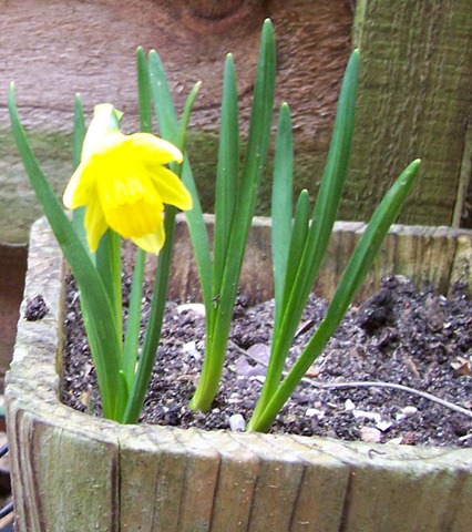 [Dwarf daffodil[2].jpg]