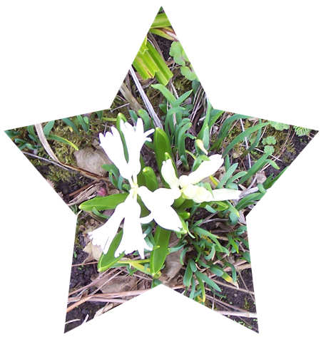 [White hyacinth - April 2010[5].png]