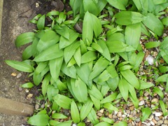 Wild garlic - spread by seed